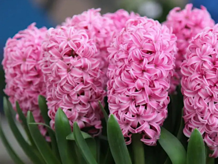 гиацинт Анна Мария