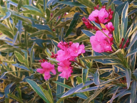 НоменклатураПрисоединенныеФайлы