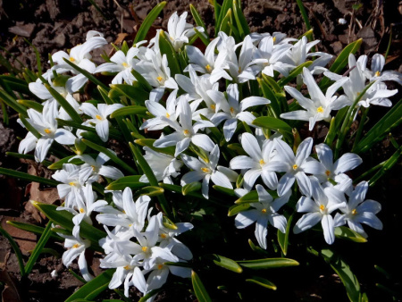 хионодокса Альба