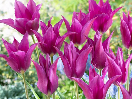 тюльпан пурпул дрим