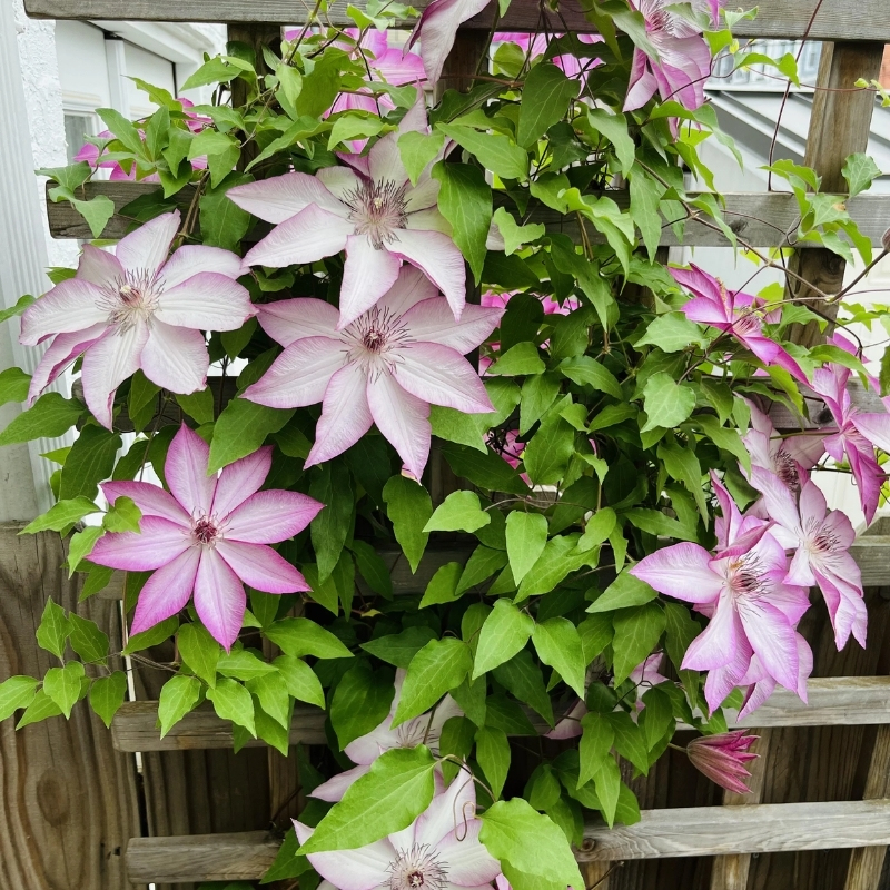 Клематис Омоширо фото