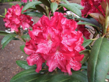 НоменклатураПрисоединенныеФайлы