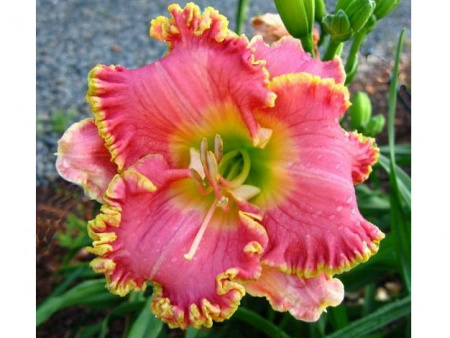 Лилейник Дива Чойс