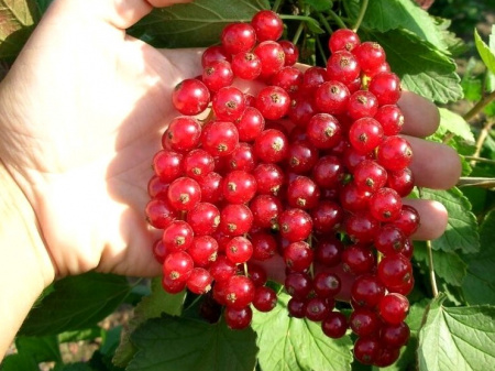 смородина красная мармеладница