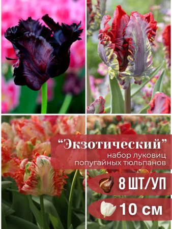 попугай 8 попугай 8