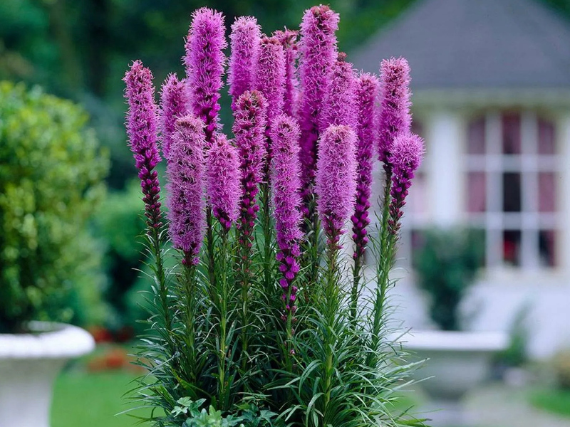 Лиатрис колосковидный (Spicata) лиатрис колосковидный (spicata)