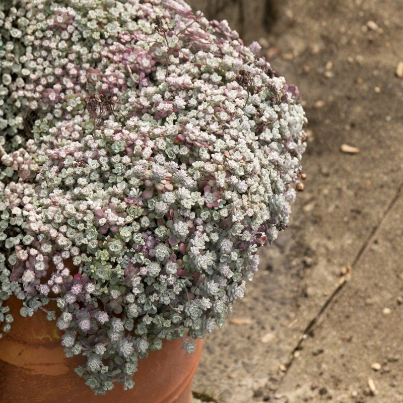 очиток кейп бланко 