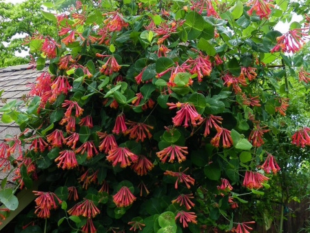 НоменклатураПрисоединенныеФайлы НоменклатураПрисоединенныеФайлы