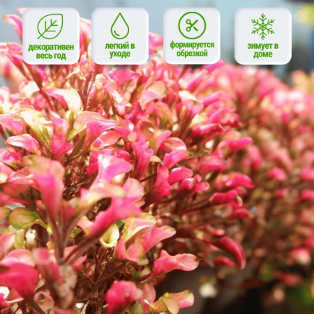 альтернатера