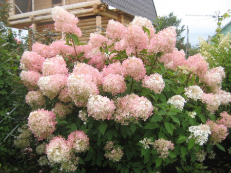 гортензия Фантом