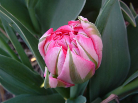 НоменклатураПрисоединенныеФайлы