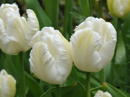 тюльпан вайт перрот