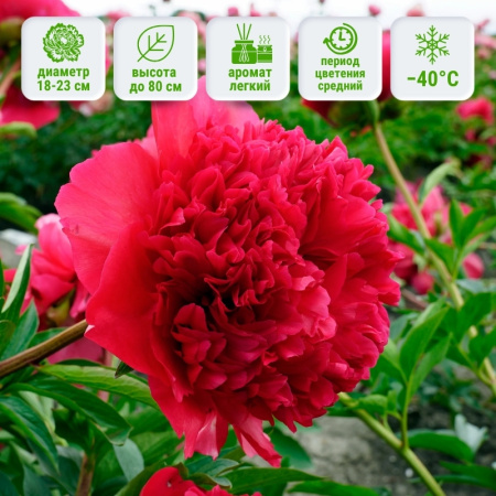 Комманд Перформанс