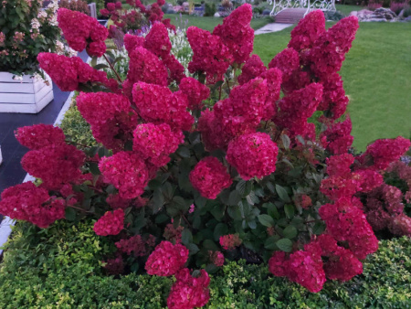 гортензия самарская лидия2