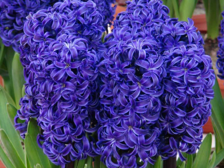 гиацинт аида