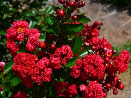 лагерстремия Роял Ред