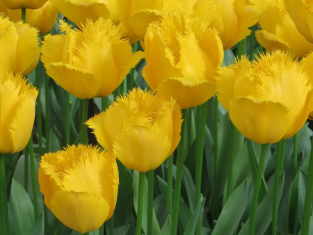 тюльпан криспи мери