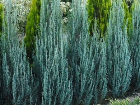 можжевельник блю арроу