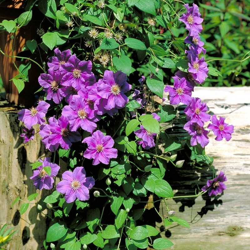 Клематис Ашва фото и описание. Саженцы в каталоге интернет магазина Долина роз. Клематис Ашва фото