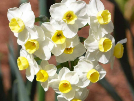 нарцисс Аваланш