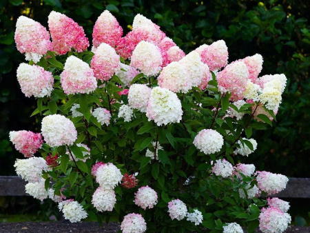 Гортензия Пинк Роуз