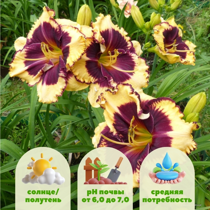 Лилейник Тайгер Блад лилейник тайгер блад