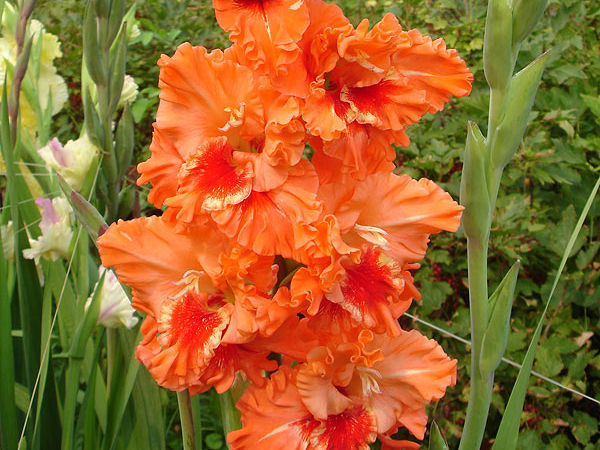 Гладиолус Shady Frizzle (Шейди Фриззл) 5 шт гладиолус shady frizzle (шейди фриззл) 5 шт