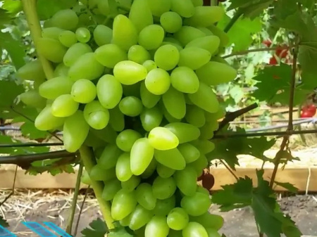 виноград Подснежник виноград Подснежник