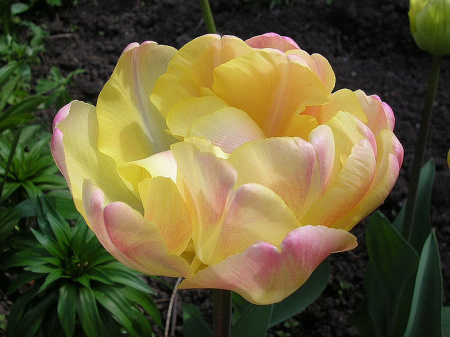 НоменклатураПрисоединенныеФайлы