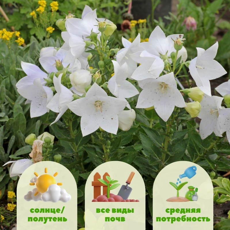 ширококолокольчик (платикодон) белый