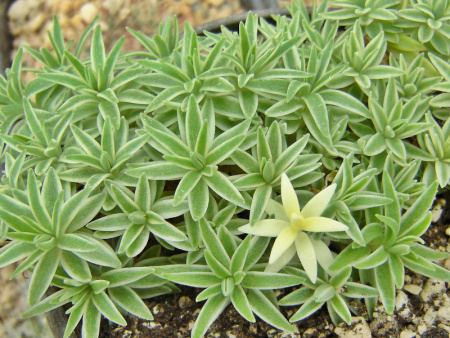 очиток линейный