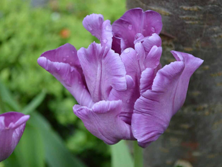 тюльпан Блю Пэррот