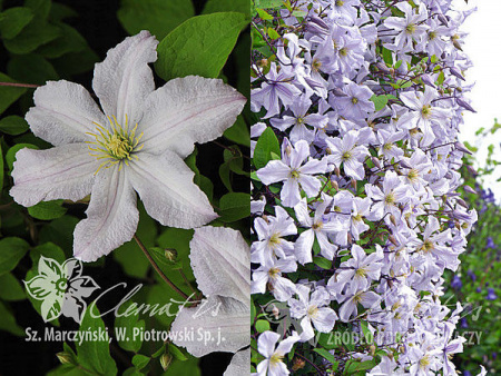 White Prince Charles