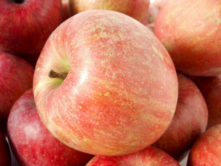 яблоня Фуджи