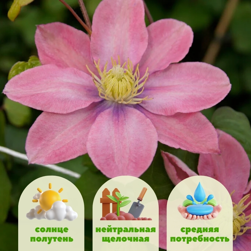 Клематис Литтл Мермэйд (Русалочка) фото и описание. Саженцы в каталоге интернет магазина Долина роз. Клематис Литтл Мермэйд (Русалочка) фото