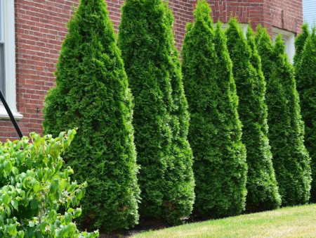 Туя западная Розенталь3