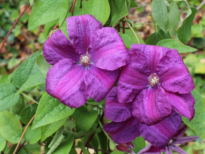 Клематис Рахваринн фото и описание. Саженцы в каталоге интернет магазина Долина роз. Клематис Рахваринн фото