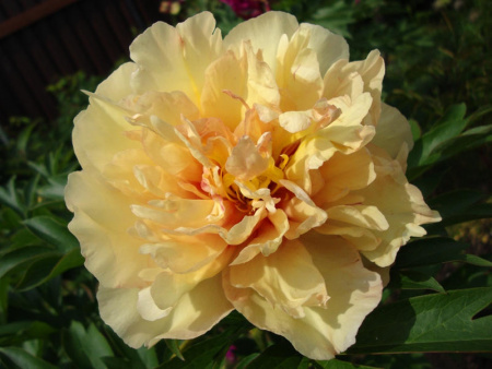 Кенари Бриллиантс с