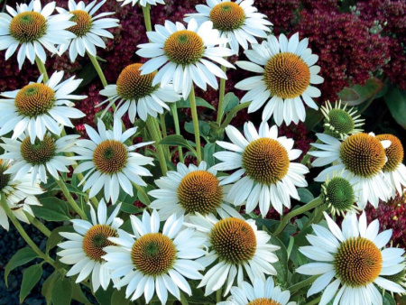 эхинацея Белая Лебедь1 эхинацея Белая Лебедь1