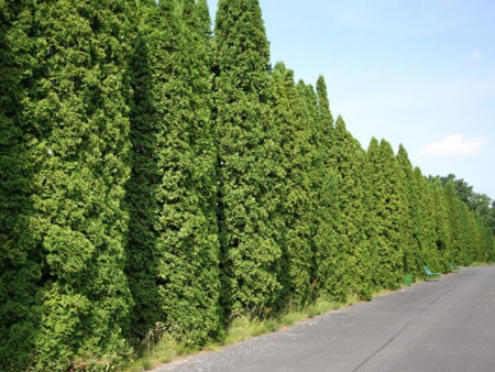 Туя зап Фастигиата