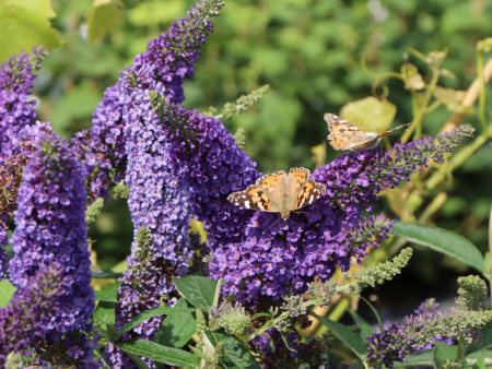 Буддлея Давида Эмпайер Блю