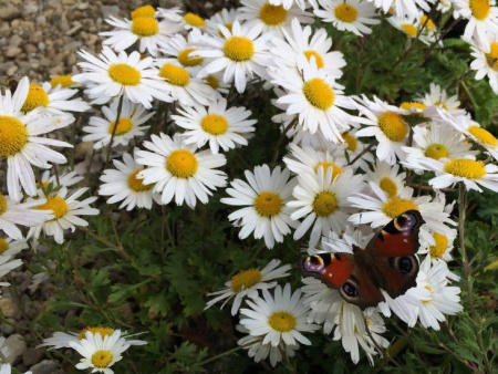 хризантема арктическая