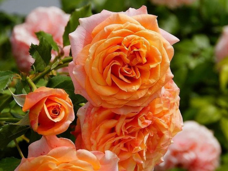 La Villa Cotta (Ла Вилла Котта)2