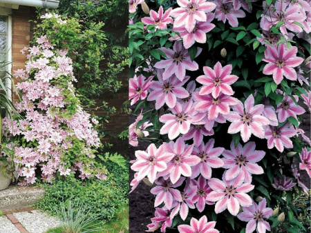 Нелли Мозер1