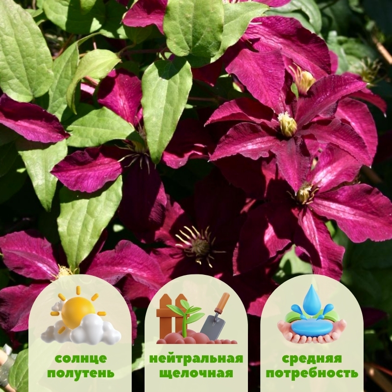 Клематис Ниобе фото и описание. Саженцы в каталоге интернет магазина Долина роз. Клематис Ниобе фото