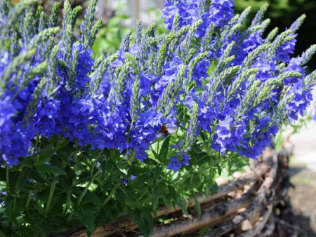 вероника широколистная Роял Блю