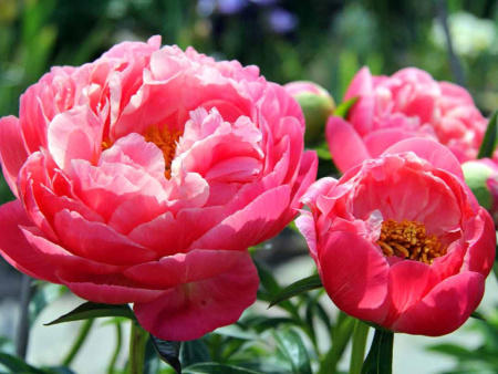 пинк хаваи корал1