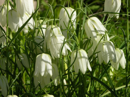 Рябчик шахматный Альба