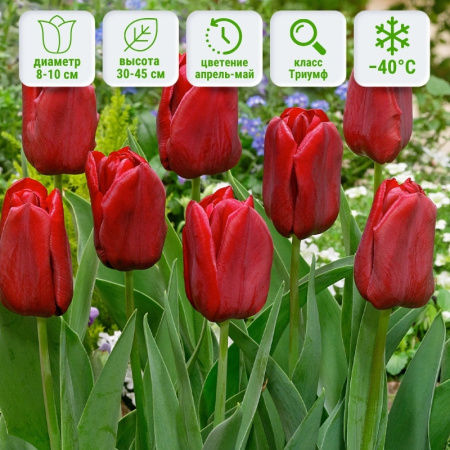 Тюльпан Седов