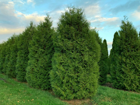 туя Брабант